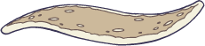 flapjack2