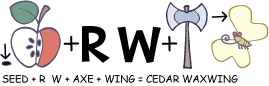 cedar-waxwing1