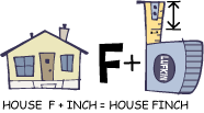 house-finch1