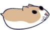 hamster